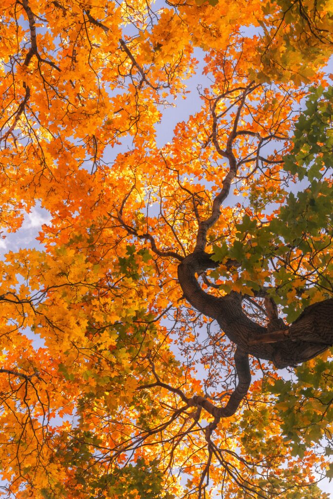 daniil silantev 4xyopai3mv0 unsplash